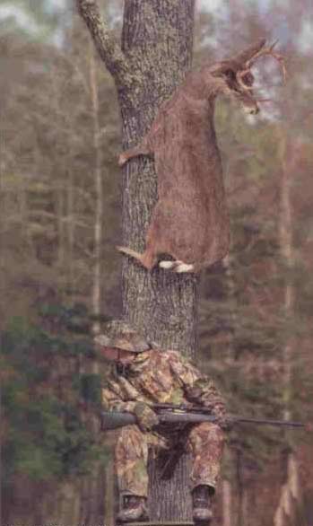 deerhunter.jpg